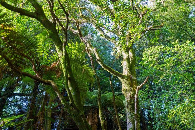 1658 Oropi Road Oropi_31