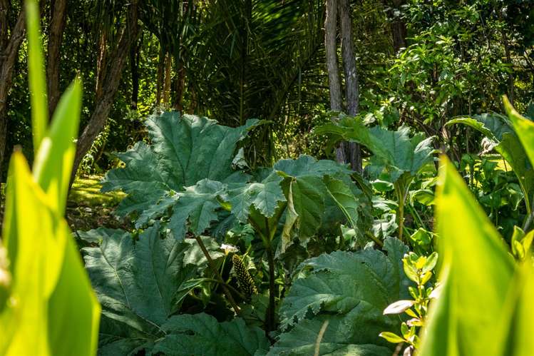 516 Clova Bay Road Kenepuru Sound_41