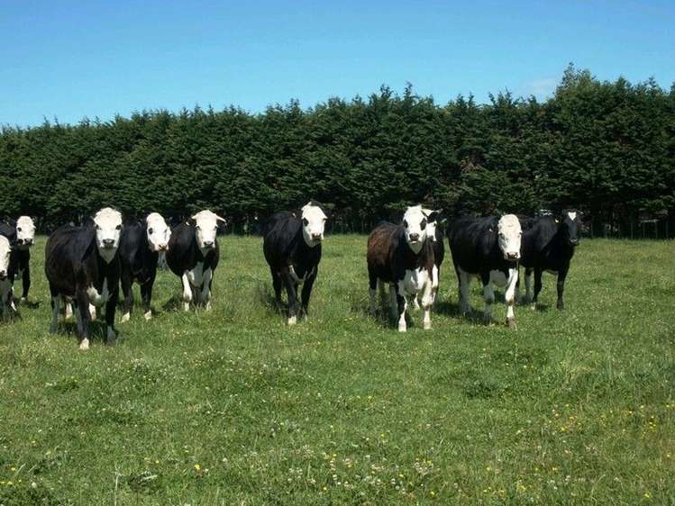 30 Kimberley Road Levin_9