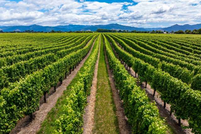 Premium Marlborough Vineyard Portfolio