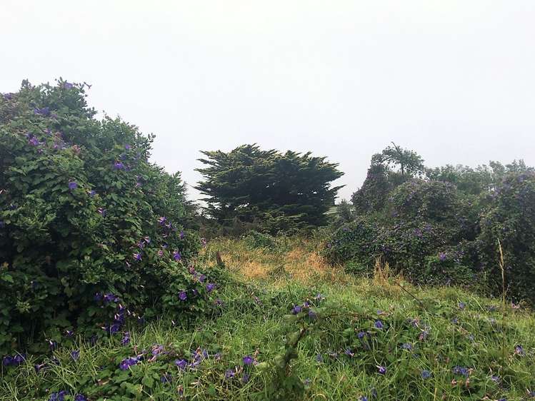 11 Kawau Grove Waikanae Beach_5