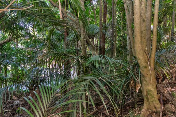 48 Scott Road Tamaterau_11