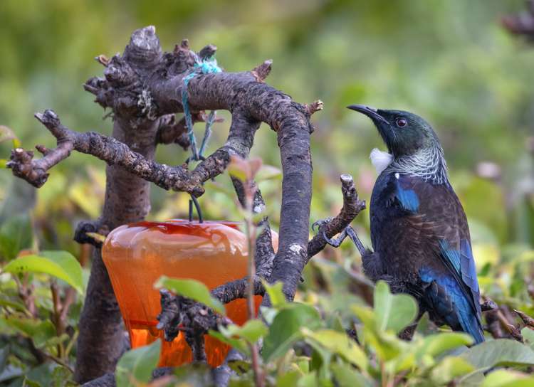 16a Orari Street Ngaio_10