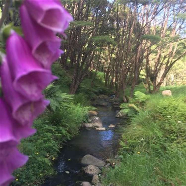 473 Kauaeranga Valley Road Thames_39