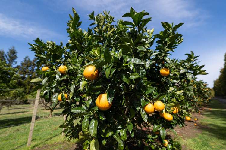 908A Te Ahu Ahu Road, Waimate North Kerikeri_15