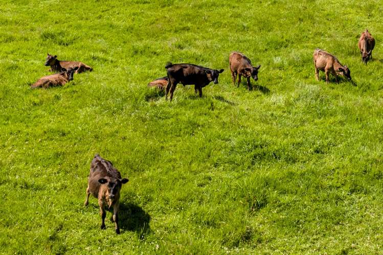 1822 State Highway 12 Paparoa_30