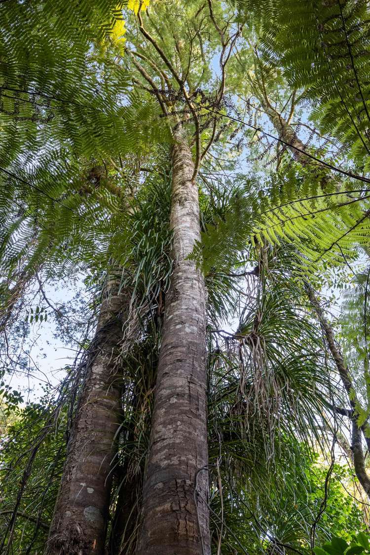 15a Odin Place Beach Haven_15