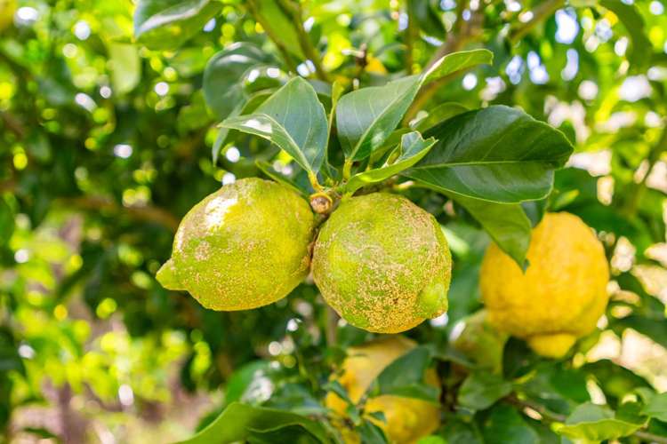 116 Atkin Road Mangawhai_25