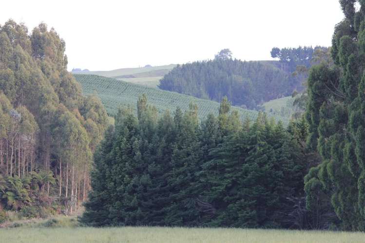 262 Henry Watson Road Matamata_13