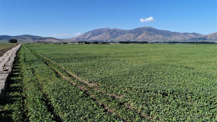 245 Selbie Road Lumsden Surrounds_3