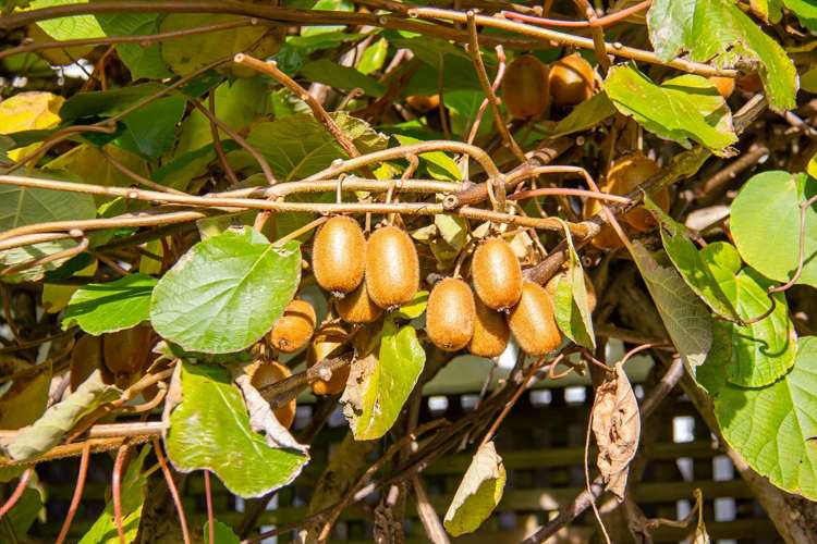 49 Roberts Road Masterton_20