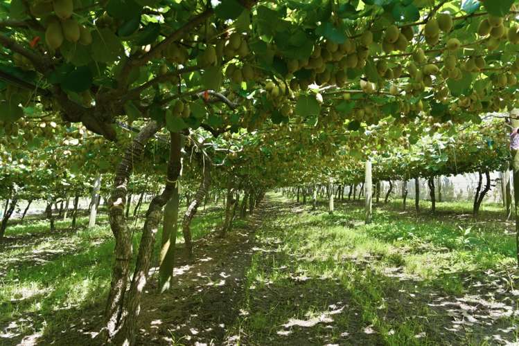 80 Roydon Downs Road Paengaroa_8