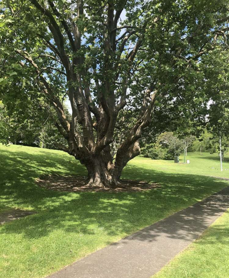 3/39 Lake Road Devonport_34