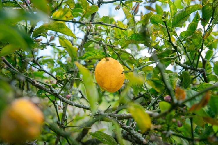 4a/20 Maarama Crescent Aro Valley_14