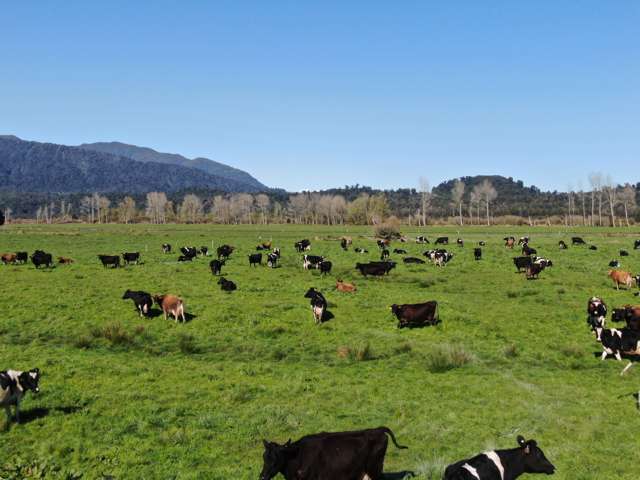 Dairy Farm in the Waitaha Valley