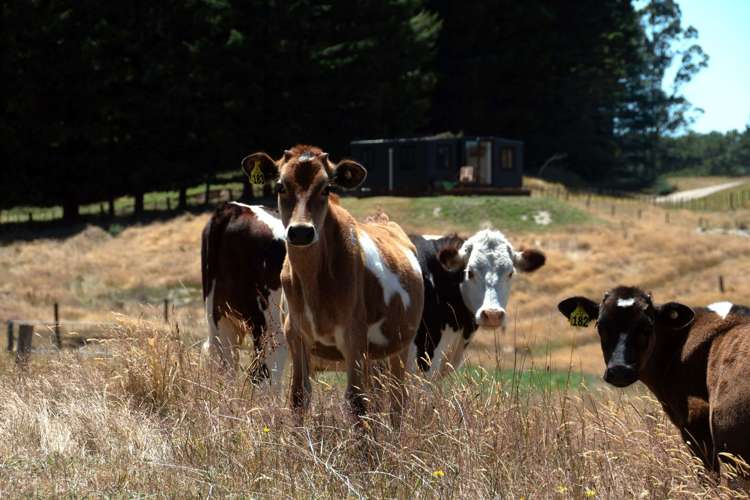 93 Oak Drive Wairakei and Surrounds_35