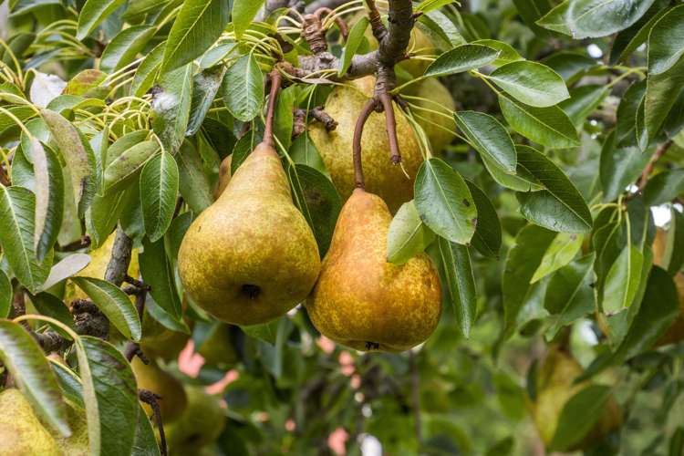 92 Pukakura Road Katikati_26