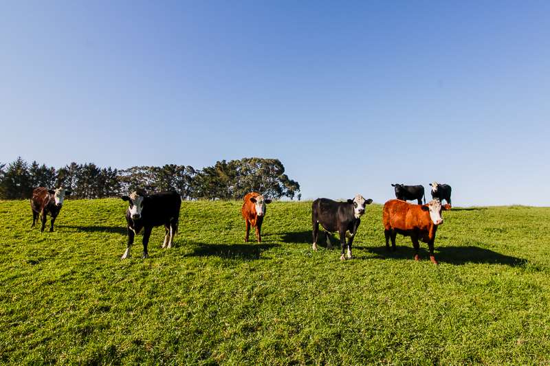 616 Muhunoa West Road Ohau Horowhenua Rural Property For Sale