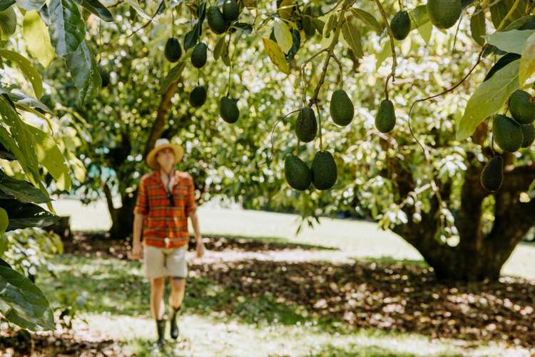 127 Armstrong Road Te Puna_17