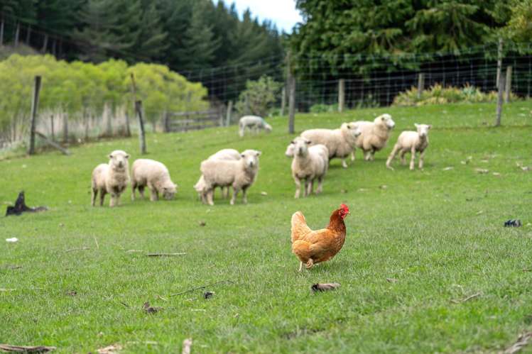 65 Gabriels Gully Road Lawrence_5