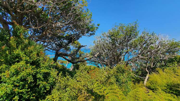 3 Hall Head Road Kawau Island_20