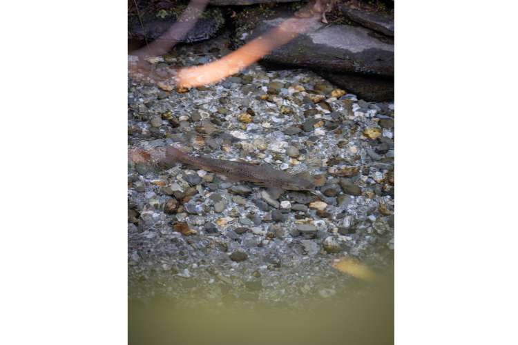 12 Sycamore Place Wanaka_14