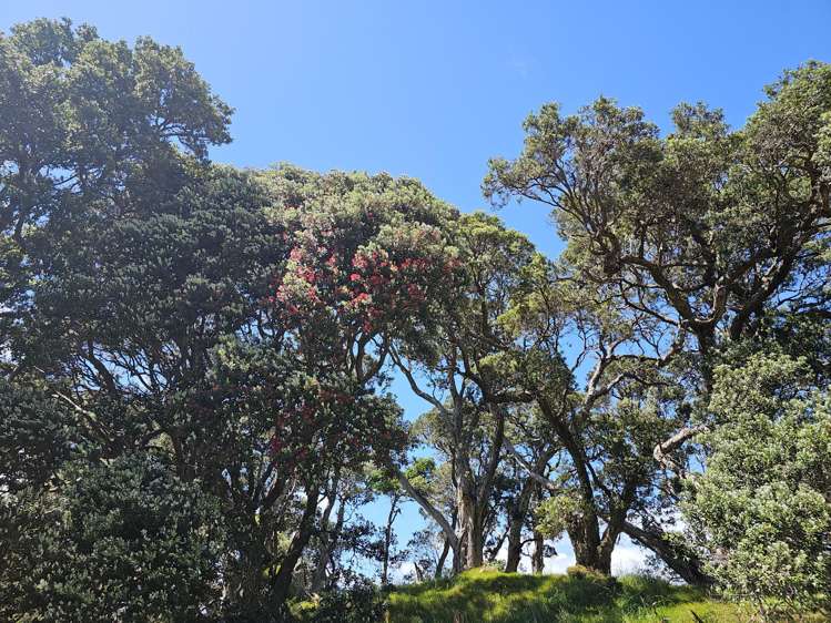 216K and 216Q Matapaua Bay Road Opito Bay_11