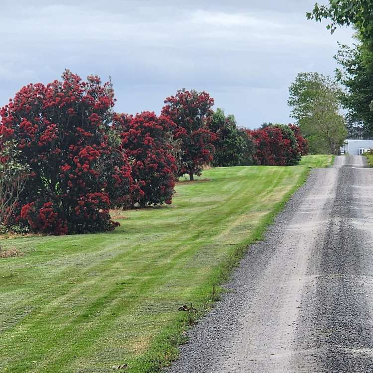 455 West Coast Road Te Kopuru_11