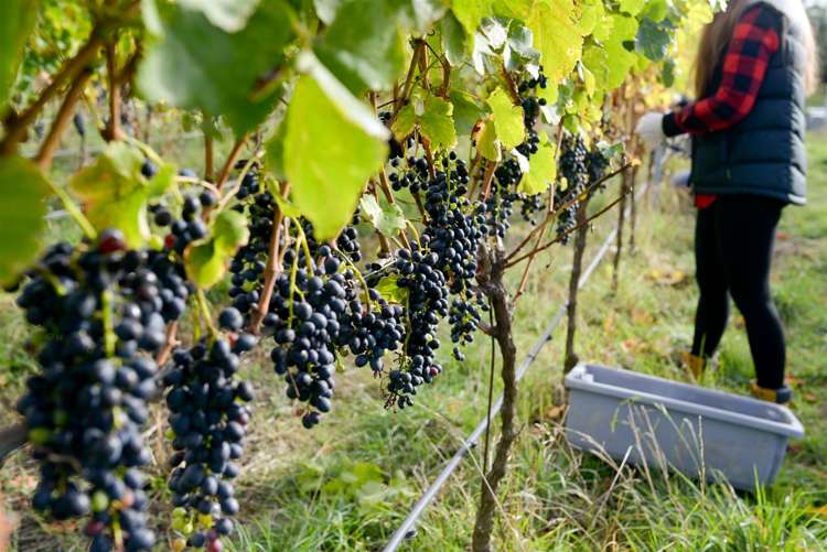 328 Georges Road Amberley_8