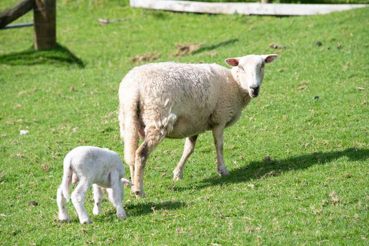 648 West Coast Road Makarau_14