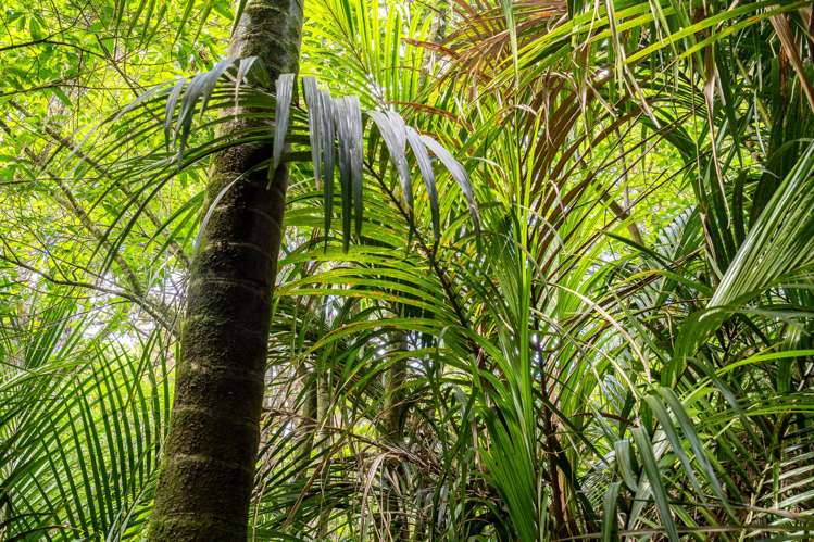 62 Lamb Road Parua Bay_22