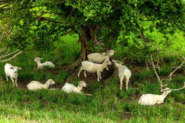 65 Moses Road Kaukapakapa_33