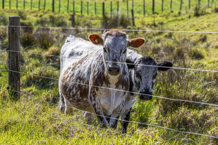 105 Mairetahi Road South Head_27