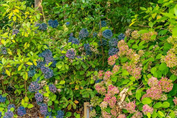 16 Woodlands Way Greytown_8