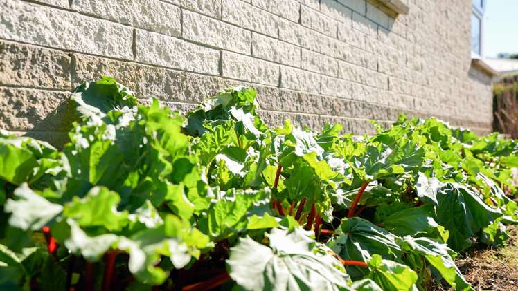 382 Great South Road Opaheke_22