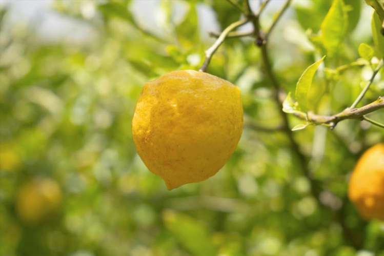 263 Old Coach Road Paengaroa_35