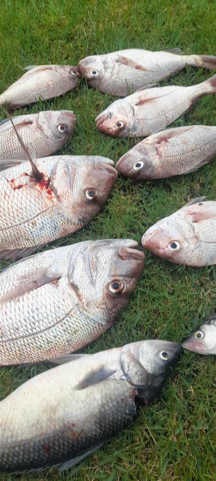 42 Owai Avenue Hukerenui and Surrounds_15