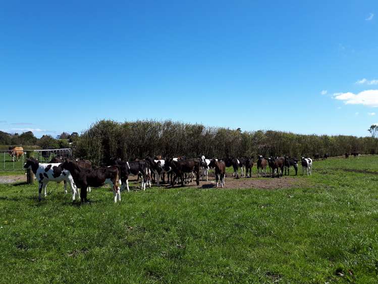 1971 Egmont Road Kaimiro_25