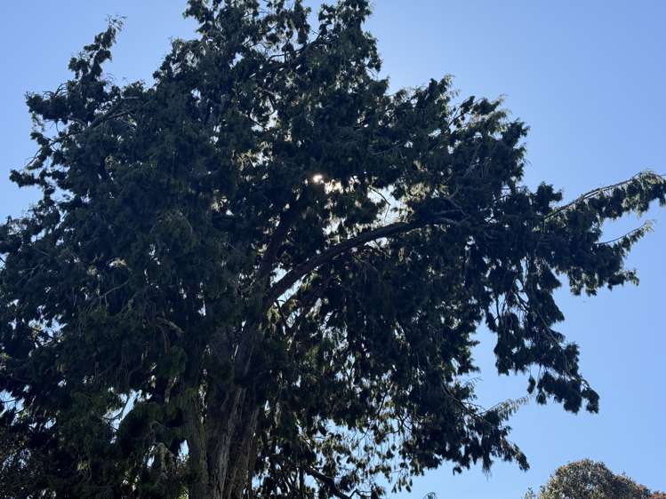 Harrington Mill Road Tahakopa_7