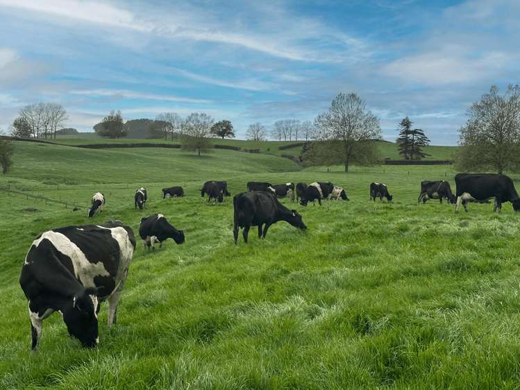 63 Harbottle Road Morrinsville_9