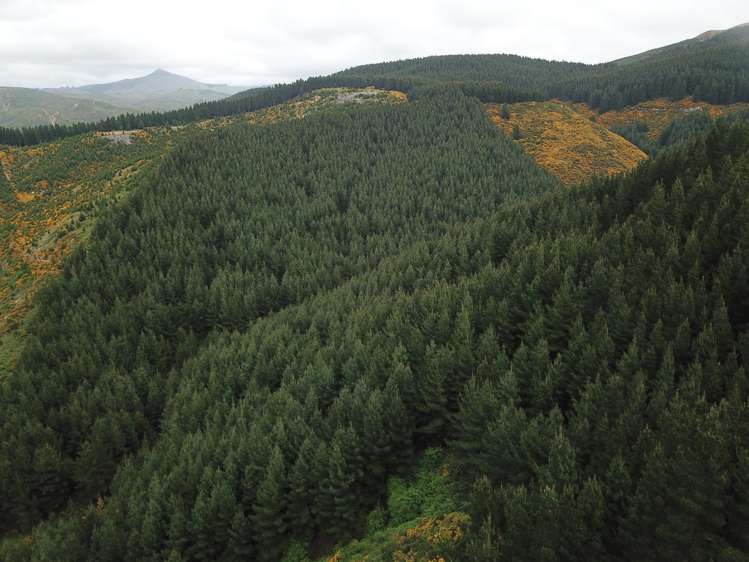 Palmerston-Waikouaiti Road Palmerston_4