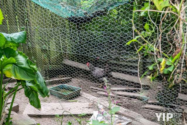 Fruit Trees & Chickens? YIP!