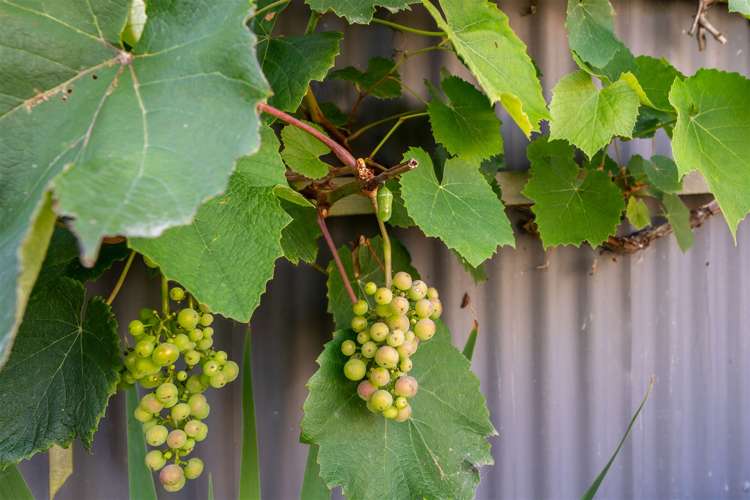 17 Anderson Street Kakanui_24