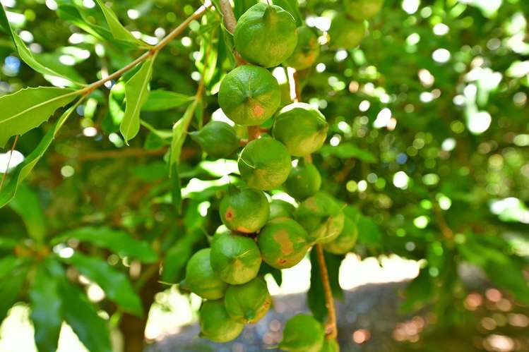 940 South Head Road South Head_31