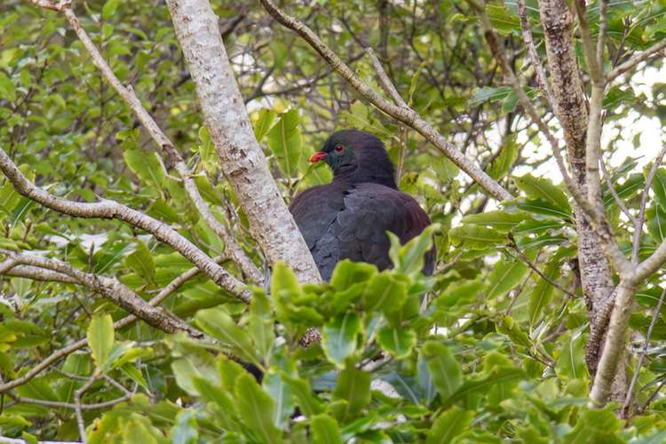 4a Kereru Grove Featherston_44