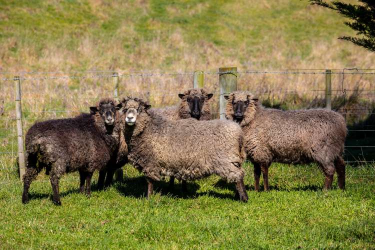 63 Tachalls Road Ward_25