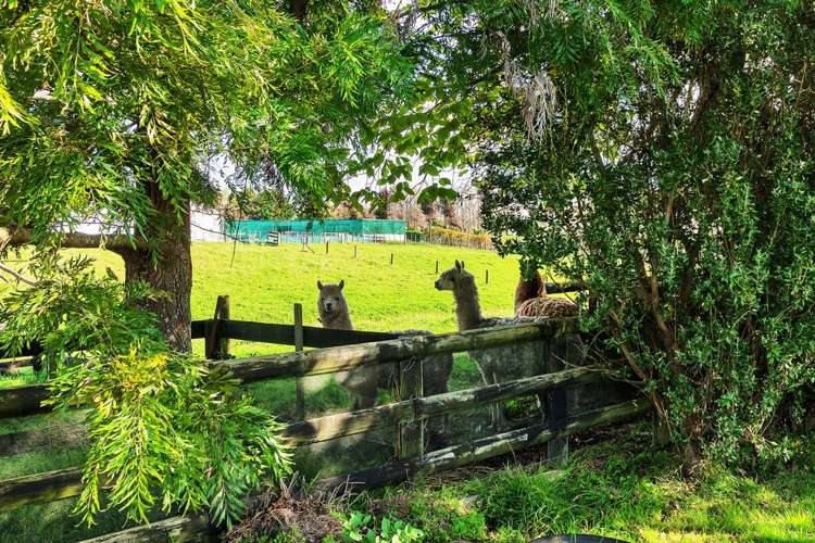 27 Kath Henry Lane Drury_14