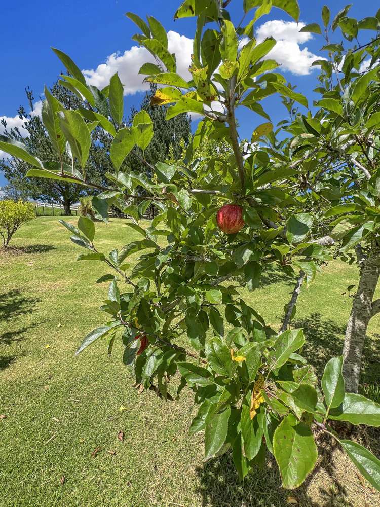 960 Whangaripo Valley Road Wellsford_24