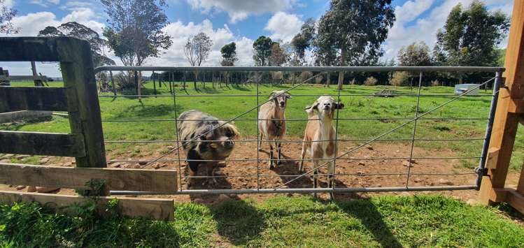 182 Gladstone Road Levin_14