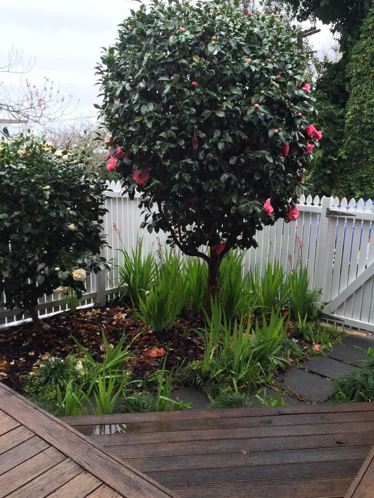 1 Cowie Street Parnell_15